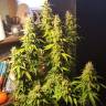 Auto Think Big feminised Dutch Passion Seeds Auto Think Big feminised Dutch Passion Seeds
