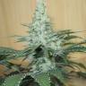 семена конопли для выращивания Auto Mohan Ram regular семена конопли для выращивания Auto Mohan Ram regular