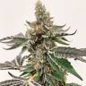 семена конопли Россия Strawberry Lemonade feminised Barneys Farm семена конопли Россия Strawberry Lemonade feminised Barneys Farm
