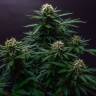 заказ семян конопли Спб Strawberry Lemonade feminised Barneys Farm заказ семян конопли Спб Strawberry Lemonade feminised Barneys Farm