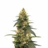 заказ семян конопли Москва Strawberry Lemonade feminised Barneys Farm заказ семян конопли Москва Strawberry Lemonade feminised Barneys Farm