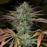 семена конопли индика Bubba Kush 2.0 feminised Humboldt Seeds семена конопли индика Bubba Kush 2.0 feminised Humboldt Seeds