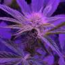 семена конопли Москва Bubba Kush 2.0 feminised Humboldt Seeds семена конопли Москва Bubba Kush 2.0 feminised Humboldt Seeds