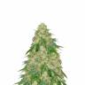 семена конопли f1 в оригинальной упаковке Some Sweet feminised Medical Seeds семена конопли f1 в оригинальной упаковке Some Sweet feminised Medical Seeds