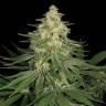 семена конопли дешево Allkush feminised Paradise Seeds семена конопли дешево Allkush feminised Paradise Seeds