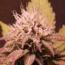 семена конопли сорта сатива Black Jack F1 Fast Version feminised Sweet Seeds