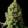 Семена конопли Auto Critical Kush feminised Ganja Seeds Семена конопли Auto Critical Kush feminised Ganja Seeds