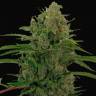 Семена марихуаны Auto Critical Kush feminised Ganja Seeds Семена марихуаны Auto Critical Kush feminised Ganja Seeds
