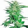 Фотопериодные сорта конопли Big Bud feminised GanjaLiveSeeds Фотопериодные сорта конопли Big Bud feminised GanjaLiveSeeds