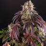 Семена Auto Purple Punch OG XL feminised Ganja Seeds Семена Auto Purple Punch OG XL feminised Ganja Seeds