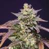 Семена заказать Auto Purple Punch OG XL feminised Ganja Seeds Семена заказать Auto Purple Punch OG XL feminised Ganja Seeds