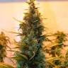 Auto Lowryder #2 regular Ganja Seeds Auto Lowryder #2 regular Ganja Seeds