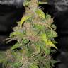 Auto Lowryder #2 regular Ganja Seeds Auto Lowryder #2 regular Ganja Seeds