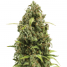 заказать семена конопли Auto Lowryder #2 regular заказать семена конопли Auto Lowryder #2 regular