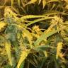 заказ семян конопли Auto Lowryder2 regular заказ семян конопли Auto Lowryder2 regular