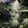 семена конопли для курения Chemdog feminised Green House Seeds семена конопли для курения Chemdog feminised Green House Seeds