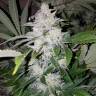 семена конопли для выращивания Chemdog feminised Green House Seeds семена конопли для выращивания Chemdog feminised Green House Seeds