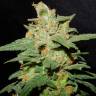 семена конопли элитных сортов Chemdog feminised Green House Seeds семена конопли элитных сортов Chemdog feminised Green House Seeds