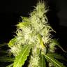 AK 47 feminised Breeders Community Seeds AK 47 feminised Breeders Community Seeds