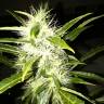 AK 47 feminised Breeders Community Seeds AK 47 feminised Breeders Community Seeds