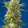 AK 47 feminised Breeders Community Seeds AK 47 feminised Breeders Community Seeds