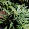 семена конопли в России Californian Orange regular семена конопли в России Californian Orange regular