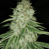 Auto Moscow Blueberry regular Ganja Seeds Auto Moscow Blueberry regular Ganja Seeds