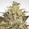 мощные семена конопли Atomical Haze feminised Paradise Seeds мощные семена конопли Atomical Haze feminised Paradise Seeds