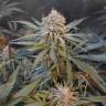 семена конопли для курения Amnesia Gold feminised Pyramid Seeds семена конопли для курения Amnesia Gold feminised Pyramid Seeds