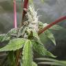 семена конопли Россия Fat Banana feminised Royal Queen семена конопли Россия Fat Banana feminised Royal Queen