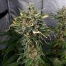 семена конопли марихуаны Black Jack feminised Sweet Seeds семена конопли марихуаны Black Jack feminised Sweet Seeds