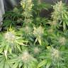 семена конопли аутдор Black Jack feminised Sweet Seeds семена конопли аутдор Black Jack feminised Sweet Seeds
