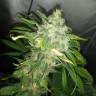 семена конопли в интернете Black Jack feminised Sweet Seeds семена конопли в интернете Black Jack feminised Sweet Seeds