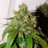 Семена конопли Auto Daiquiri Lime feminised Ganja Seeds Семена конопли Auto Daiquiri Lime feminised Ganja Seeds
