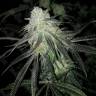 Eleven Roses femкупить феминизированные семена конопли Eleven Roses femкупить феминизированные семена конопли