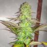 Eleven Roses fem купить семена каннабиса в интернете Eleven Roses fem купить семена каннабиса в интернете