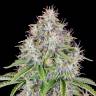 Семена конопли  Auto Cinderella feminised Ganja Seeds