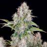 Семена каннабиса  Auto Cinderella feminised Ganja Seeds