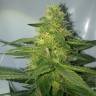 семена конопли Россия AK 47 regular Ganja Seeds семена конопли Россия AK 47 regular Ganja Seeds