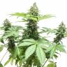 семена культурной конопли купить AK 47 regular Ganja Seeds семена культурной конопли купить AK 47 regular Ganja Seeds
