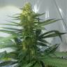 семена конопли индика AK 47 regular Ganja Seeds семена конопли индика AK 47 regular Ganja Seeds
