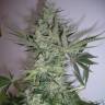 семена конопли курьеромAK 47 regular Ganja Seeds семена конопли курьеромAK 47 regular Ganja Seeds