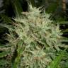 семена конопли аутдор The Doctor feminised Green House Seeds семена конопли аутдор The Doctor feminised Green House Seeds