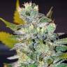 AK 47 x Black Domina feminised Breeders Community Seeds AK 47 x Black Domina feminised Breeders Community Seeds