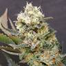 AK 47 x Black Domina feminised Breeders Community Seeds AK 47 x Black Domina feminised Breeders Community Seeds