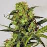 семена конопли для курения Spicy Bitch feminised Exotic Seed семена конопли для курения Spicy Bitch feminised Exotic Seed