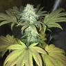 семена индийской конопли Blue Fire feminised Humboldt Seeds семена индийской конопли Blue Fire feminised Humboldt Seeds