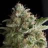 семена конопли элитных сортов American Pie feminised Pyramid Seeds семена конопли элитных сортов American Pie feminised Pyramid Seeds