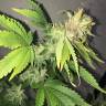 семена конопли аутдор American Pie feminised Pyramid Seeds семена конопли аутдор American Pie feminised Pyramid Seeds