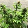 семена конопли в интернете American Pie feminised Pyramid Seeds семена конопли в интернете American Pie feminised Pyramid Seeds